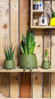 three potted plants sitting on top of wooden shelves