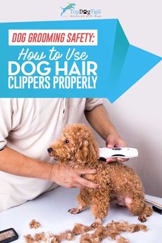 a man is grooming a dog's hair with a clipper and comb