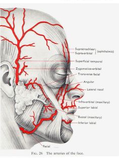 Muscles Of Facial Expression, Dental Anatomy, Facial Nerve, Face Anatomy, Facial Aesthetics, Muscle Anatomy, Aesthetic Medicine, Human Anatomy And Physiology