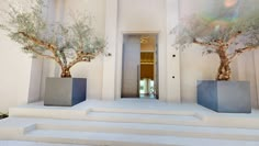 two olive trees are in large planters on the steps