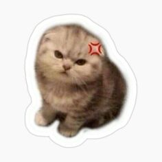 Cute Kiss Sticker, Funny Animal Stickers, Pictures For Stickers, Cat Stickers Aesthetic, Cat Cute Sticker, Angry Sticker, Funny Cat Stickers, Silly Stickers, Cat And Dog Memes