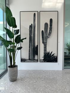 two black and white pictures on the wall next to a potted plant in front of a glass door