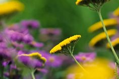 yellow and purple flowers are in the foreground, with green grass in the background