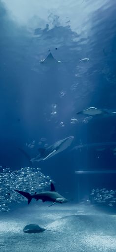 two sharks swimming in an aquarium with blue water and white bubbles on the bottom surface