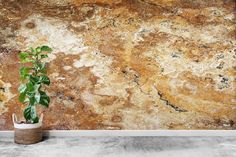 a potted plant sitting on top of a cement floor next to a stone wall