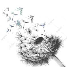 a dandelion blowing in the wind with lots of seeds flying away from it