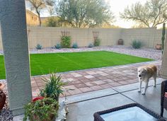 a dog standing in the middle of a patio area with grass and plants on either side