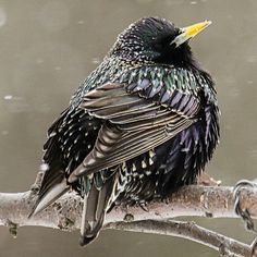 a black bird sitting on top of a tree branch