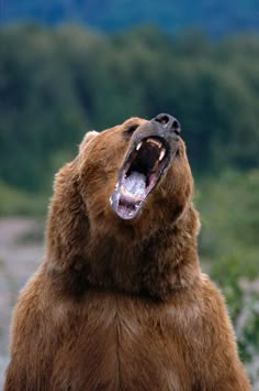 a large brown bear with its mouth open