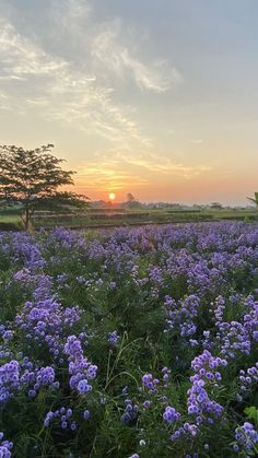 a field full of purple flowers with the sun setting in the background