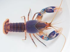 a close up of a blue lobster on a white plate