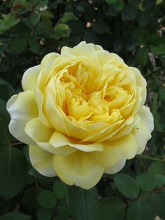 a yellow rose with green leaves in the background