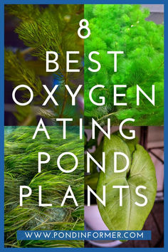 green plants with the words 8 best oxygen eating pond plants