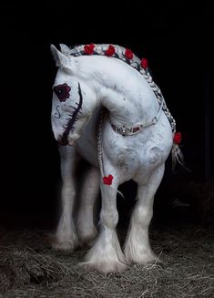 a white horse with red flowers on it's head