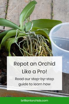 a potted plant sitting on top of a wooden table next to a plastic cup