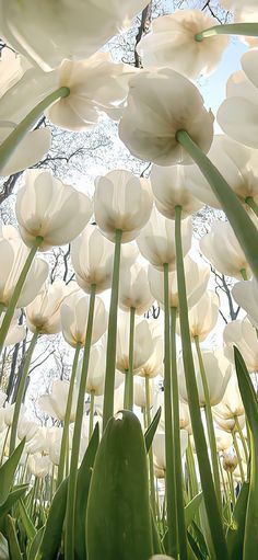 white tulips are blooming in the garden