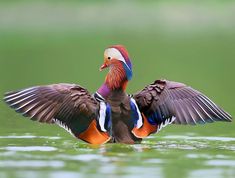 a colorful bird flaps its wings in the water