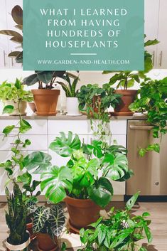 many houseplants are growing in pots and on the counter with text that reads what i learned from having hundreds of houseplants