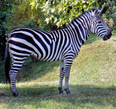 a zebra standing on top of a lush green field next to a forest filled with trees