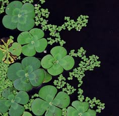 several green leaves floating on top of water next to grass and plants in the pond