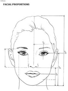 the face is shown with lines drawn to show it's size and features facial proportion