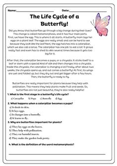 the life cycle of a butterfly worksheet with answers and examples for students to use