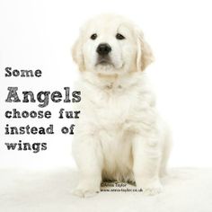 a white dog sitting down with the caption some angels choose fur instead of wings