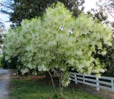 a tree with white flowers in front of a white fence and green grass on the ground