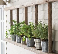 several potted plants are lined up on a ledge