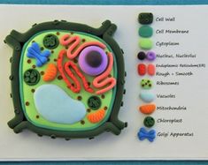 a close up of a brochure made to look like an animal cell