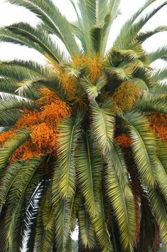 a palm tree with lots of orange flowers on it