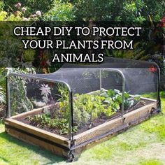 a garden with plants growing in it and the words cheap diy to protect your plants from animals