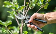 Como realizar a poda de arvores frutíferas sem danificá-las Pruning Apple Trees, Tree Lopping, Hydrangea Tree, Prune Fruit, Tree Pruning, Garden Equipment, Tree Service, Tree Trimming, Tree Care