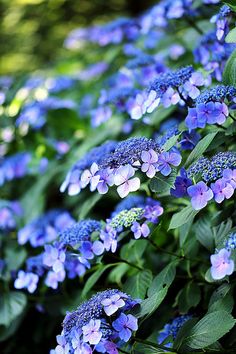 blue flowers with green leaves in the background