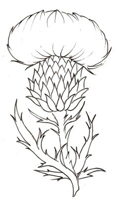 a drawing of an artichoke flower