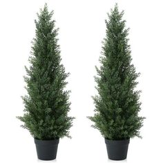 two potted trees are shown side by side