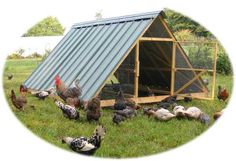 a group of chickens standing in the grass near a chicken coop with a metal roof