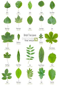 different types of leaves that are green