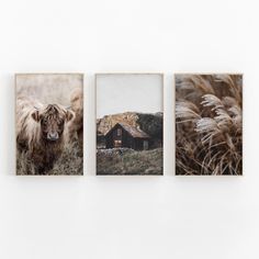 three framed photographs hang on the wall next to each other, one with a cow