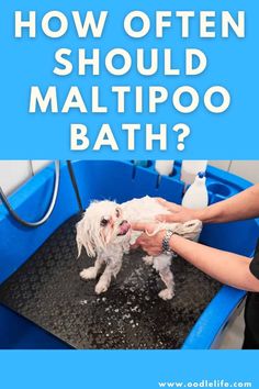 a small white dog being washed in a blue bathtub with the words how often should you