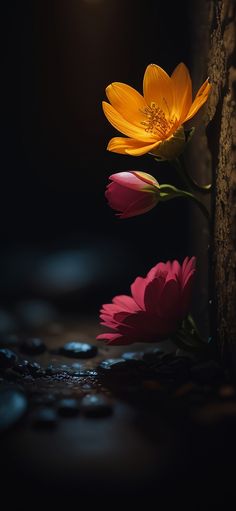 two yellow and pink flowers sitting next to each other on top of a stone floor