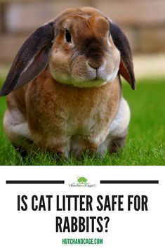 a rabbit sitting in the grass with text that reads, is cat litter safe for rabbits?