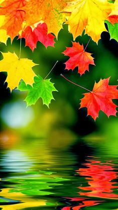 colorful leaves floating on top of water with a quote in the middle that reads, la prueba time fecha de venciententoto las promes de los promas de dios