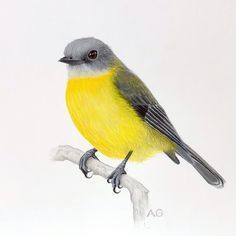 a drawing of a yellow and gray bird sitting on a branch