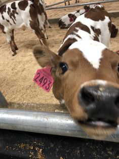 two brown and white cows standing next to each other