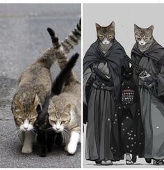 two cats are standing next to each other and one cat is wearing a costume that looks like darth vader