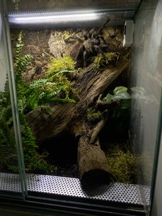 an aquarium filled with plants and rocks