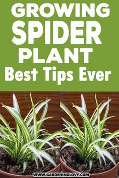 three potted plants with text overlay that reads growing spider plant best tips ever