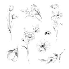 various flowers and insects are drawn in pencil