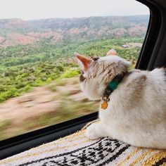 a white cat sitting on top of a seat in a car looking out the window